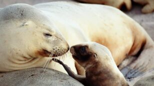 New Zealand City Closes Popular Road to Protect Mother and Baby Sea Lion