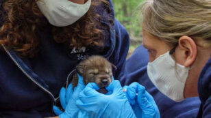 5 Critically Endangered Red Wolf Pups Born at North Carolina Zoo