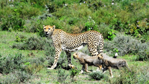 Scientists Call for Cheetahs to Be Listed as Endangered
