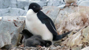 Climate Change to Devastate Adélie Penguin Population in Antarctica by Up to 60%