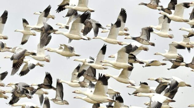 Trump Finalizes Rollback of Migratory Bird Treaty Act