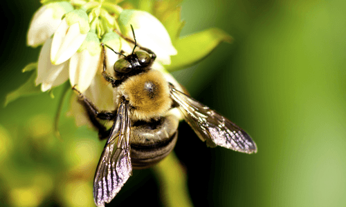 First-Ever National Wild Bee Map Shows Major Decline in Crucial Agricultural Regions