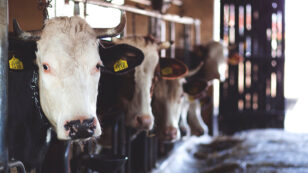 FDA Approves First Waste-Gas-Reduction Drug for Cattle