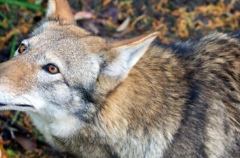 Court Stops U.S. Fish & Wildlife from Killing Wild Red Wolves