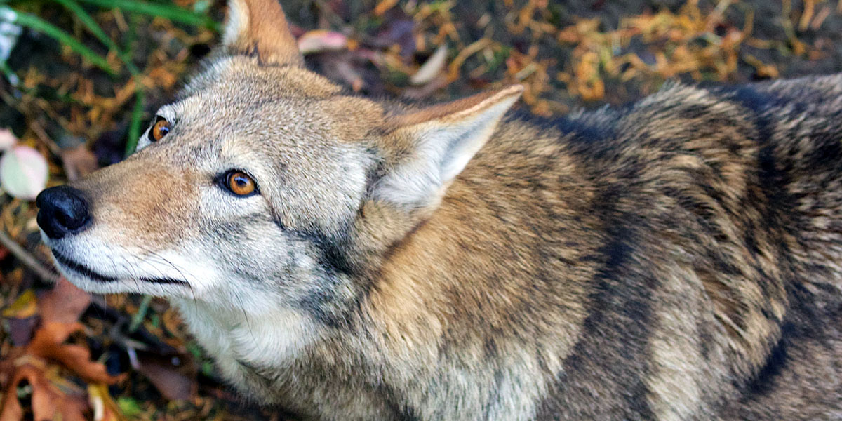 Court Stops U.S. Fish & Wildlife from Killing Wild Red Wolves