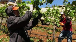 Wineries Around the World Grapple With Climate Change