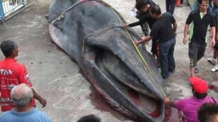 Whale Found Dead With Small Pieces of Plastic Garbage in Its Stomach