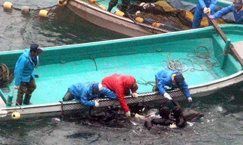 Bottlenose Dolphins Endure Brutal Capture and Slaughter in Taiji’s Infamous Cove