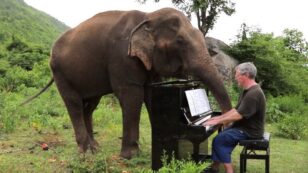 Man Playing Piano to Comfort Blind Elephants Is All We Need Right Now