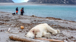 Polar Bear Shot Dead After Attacking Cruise Ship Guard, Raising Questions of Arctic Tourism