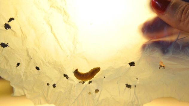 This Tiny Caterpillar Could Help Solve the World’s Plastic Crisis