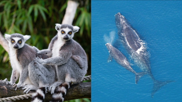 Lemurs and Northern Right Whales Near Brink of Extinction