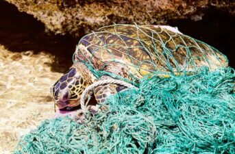 Who’s to Blame for the Lawbreaking and Habitat Destruction in U.S. Fisheries?