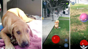 Pokémon Go Players Become Unusual Heroes for Animals