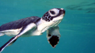 Marine Mammals and Turtles Protected by the Endangered Species Act Are Bouncing Back