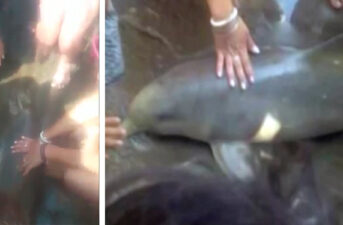 Another Baby Dolphin Dies Thanks to Tourist Selfies