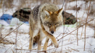 Can Humans, Coyotes and Red Foxes Coexist?