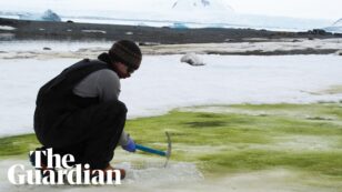 Green Snow Is Spreading in Antarctica Due to the Climate Crisis
