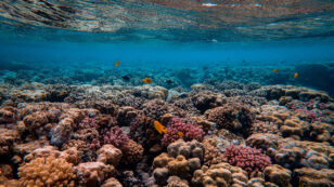 Ocean Warming Threatens Coral Reefs and Soon Could Make It Harder to Restore Them