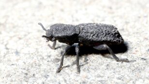 This Beetle Can Survive Being Run Over by a Car. Could It Lead to Crash-Proof Human Designs?