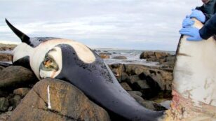 ‘Shocking’ Levels of PCBs Found in Beloved Orca
