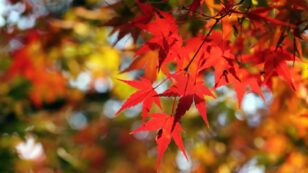 Climate Change Is Making Fall Leaves Change Color Sooner