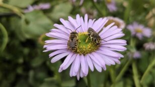Neonicotinoids Harm Bees at Far Below the Label Recommended Dose, Study Finds