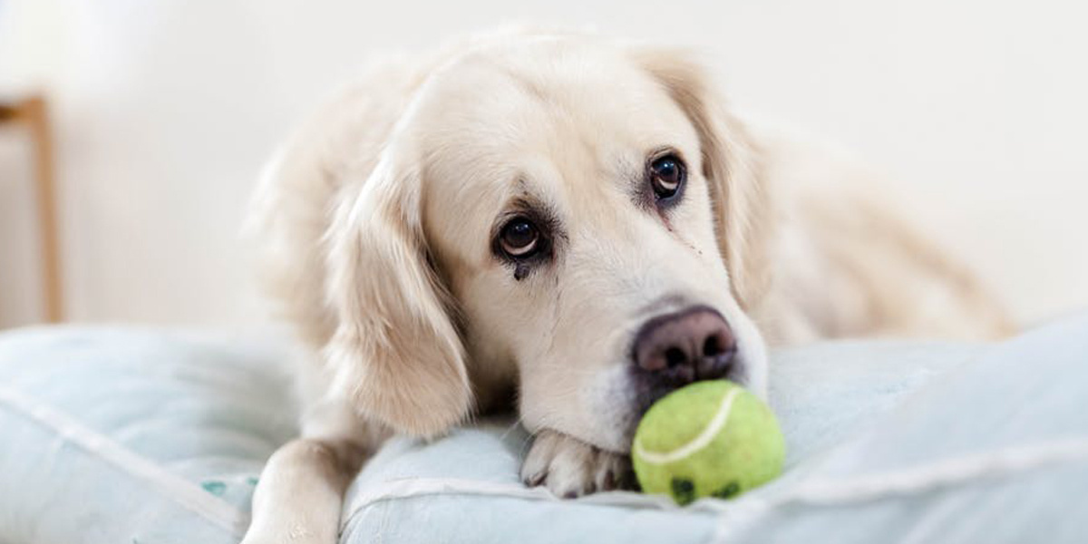 7 Foods That Can Be Fatal to Dogs