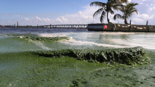 What Is Causing Florida’s Algae Crisis? 5 Questions Answered