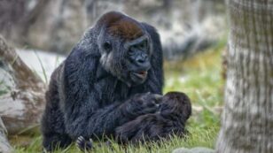 Gorillas in San Diego Test Positive for Coronavirus