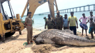 Whale Shark Found Dead, Plastic Spoon Stuck in Digestive System