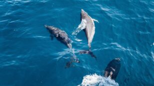 10 Surprising Dolphin ‘Superpowers’