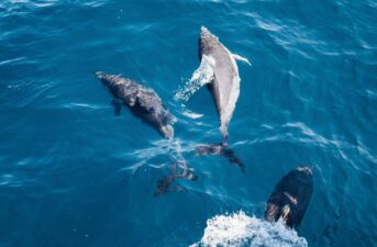 10 Surprising Dolphin ‘Superpowers’