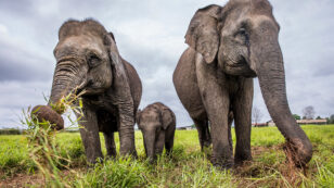 Elephant Sanctuary in Sumatra Threatened by Bridge and Port Projects