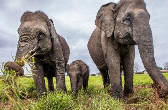 Elephant Sanctuary in Sumatra Threatened by Bridge and Port Projects
