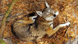 Our New Favorite Judge May Have Saved Red Wolves From Extinction