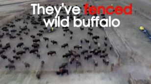 Video Shows Wild Buffalo Held Without Food or Water Near Dakota Access Pipeline Construction Site