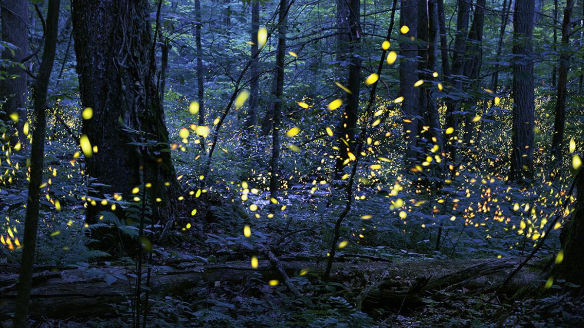 Synchronous fireflies.