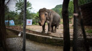 ‘World’s Loneliest Elephant’ Rescued From Cruel Conditions With Help From Cher