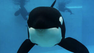 SeaWorld Euthanizes Orca Matriarch Kasatka Following Long Bout With Lung Disease