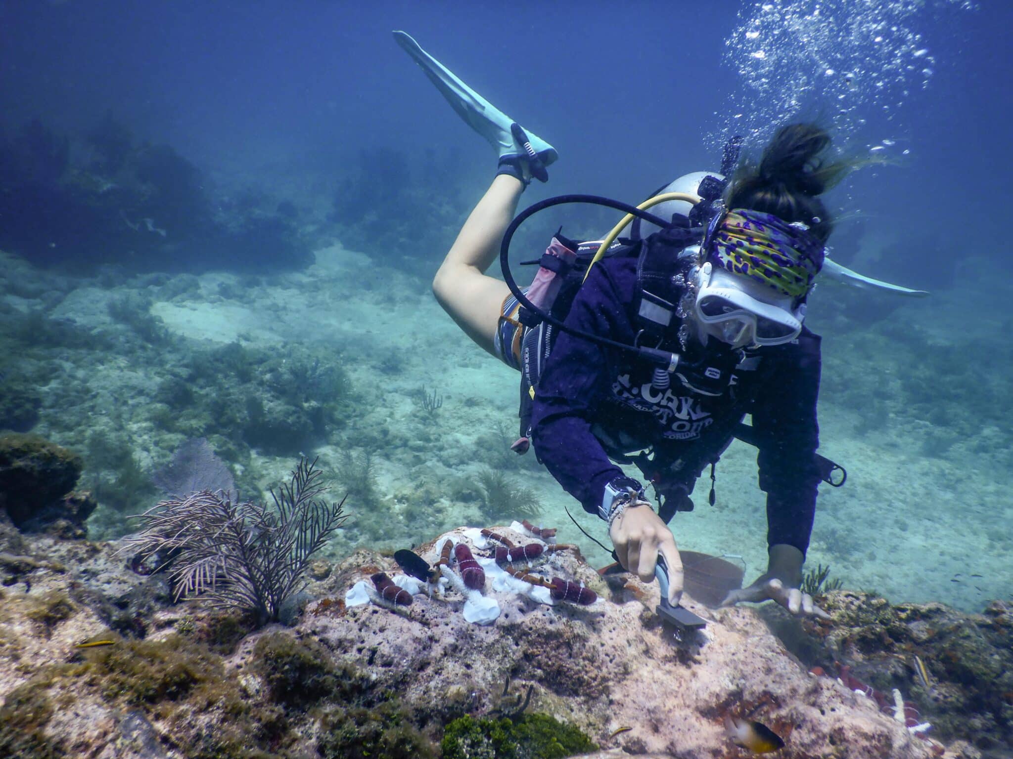 A diver cleans algae off the seafloor before using marine epoxy to restore sponges.