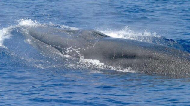 Scientists Discover New Whale Species in Gulf of Mexico