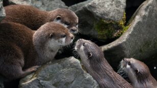 Otters Can Learn From Each Other and This Might Help Them Survive, Study Finds