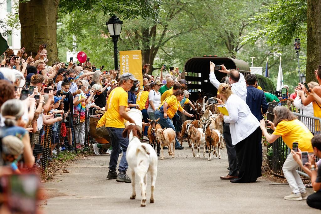 goats and crowds in nyc park 