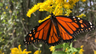 5 Ways to Make a Difference in the Life of a Monarch