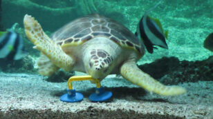 Ocean Plastic Smells Like Food to Sea Turtles, Study Finds