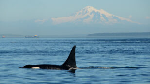 3 Southern Resident Orcas Missing, Presumed Dead