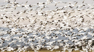 10,000 Snow Geese Die After Landing on Toxic Mining Waters in Montana