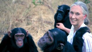 These Jane Goodall Quotes Will Inspire You to Save the World