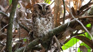 Could Rediscovery of Rare Owl Be a Hopeful Sign for Other ‘Lost Birds’?